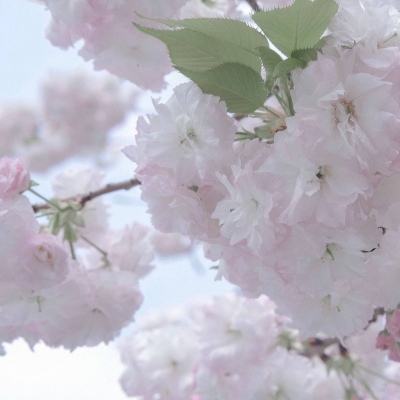 和林格尔福瑞交流群